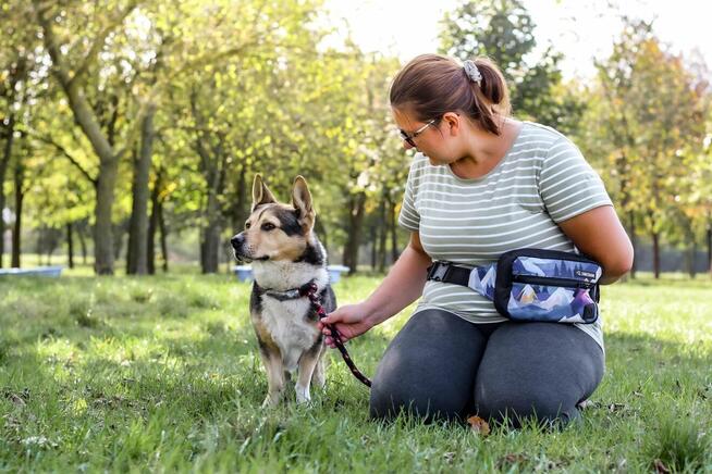 Dracula-niskopodłogowy psiak do adopcji