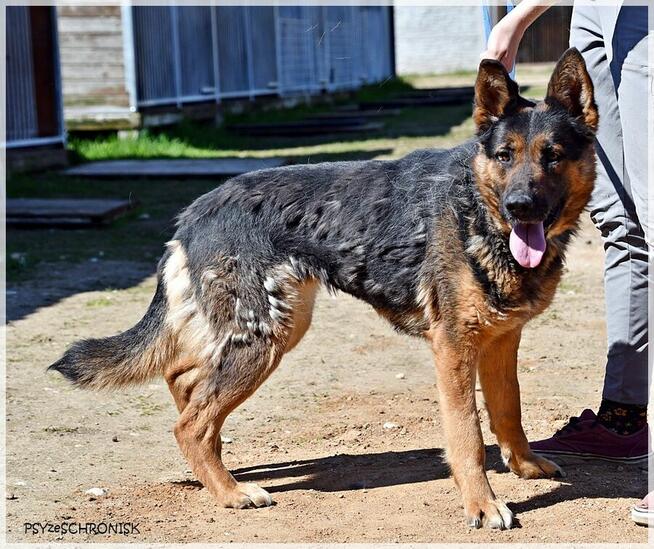 Loren – bardzo pro suczka w typie ON szuka domu na zawsze