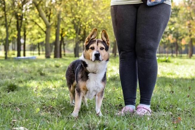 Dracula-niskopodłogowy psiak do adopcji