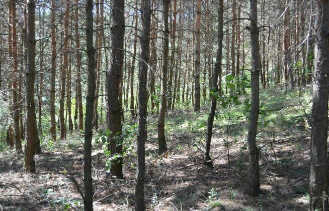 Nieruchomość zabudowana dwoma domami w zabudowie szeregowej