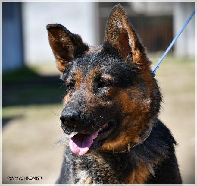 Loren – bardzo pro suczka w typie ON szuka domu na zawsze