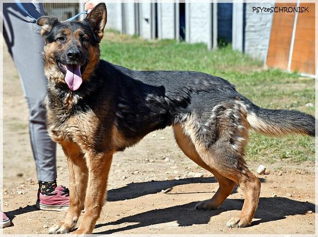 Loren – bardzo pro suczka w typie ON szuka domu na zawsze