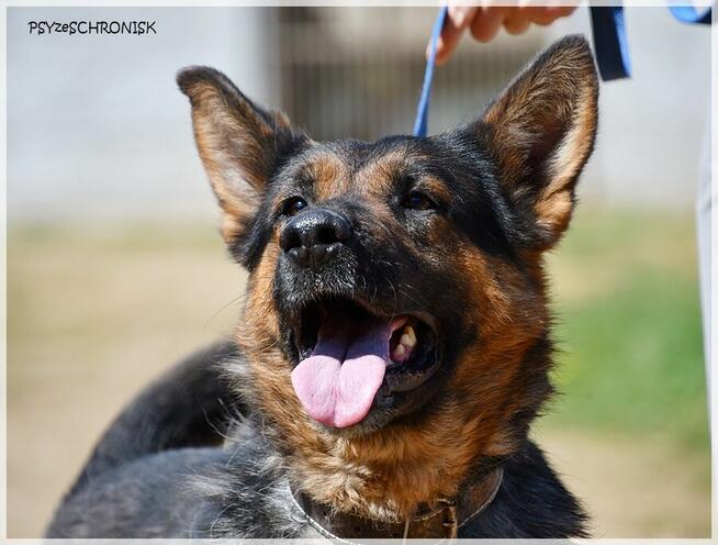 Loren – bardzo pro suczka w typie ON szuka domu na zawsze