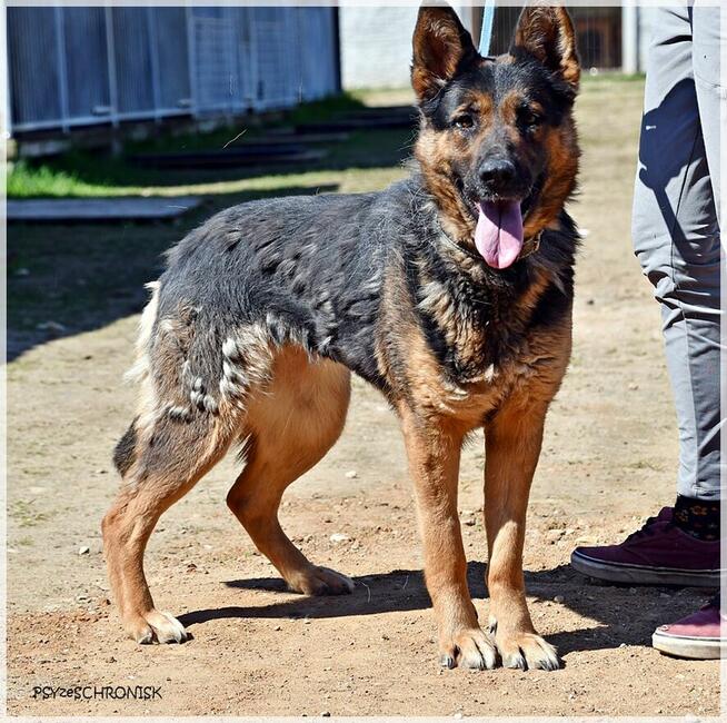 Loren – bardzo pro suczka w typie ON szuka domu na zawsze
