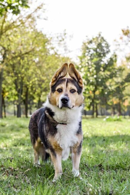 Dracula-niskopodłogowy psiak do adopcji