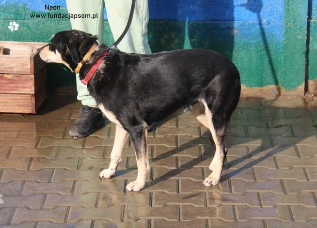 Neon - nieśmiały chłopak