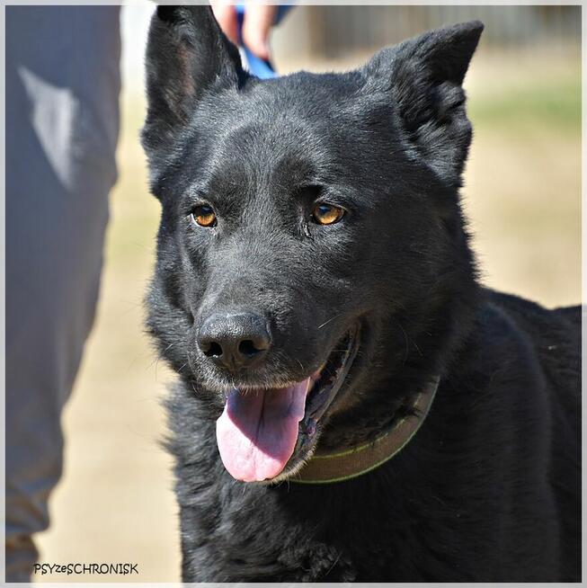 Hermes - piękny, mądry prawie-owczarek
