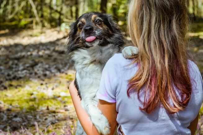 Kolorek- delikatny piesek trikolor czeka na wyrozumiały dom