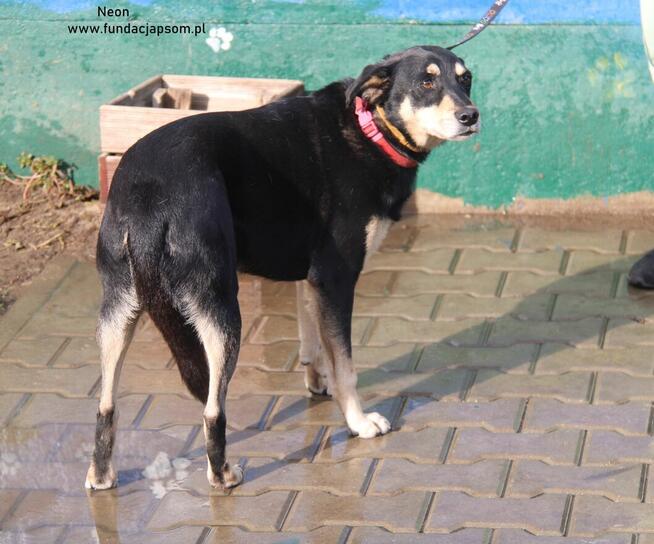 Neon - nieśmiały chłopak