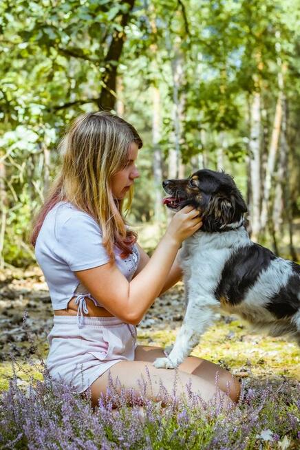 Kolorek- delikatny piesek trikolor czeka na wyrozumiały dom