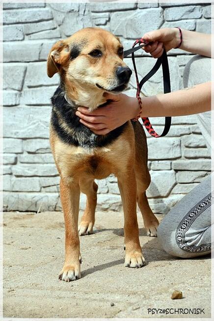 Ziomek - przygarnij najlepszego kumpla