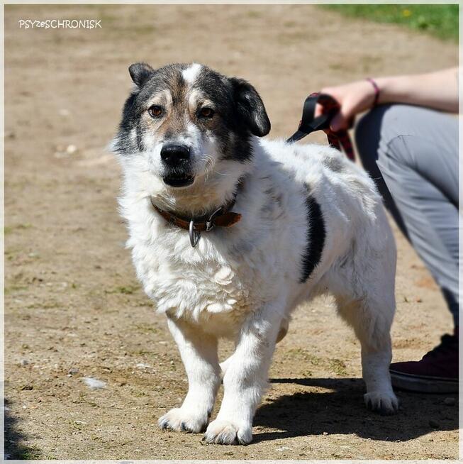 Jaro – niskopodłogowy przyjaciel całego świata