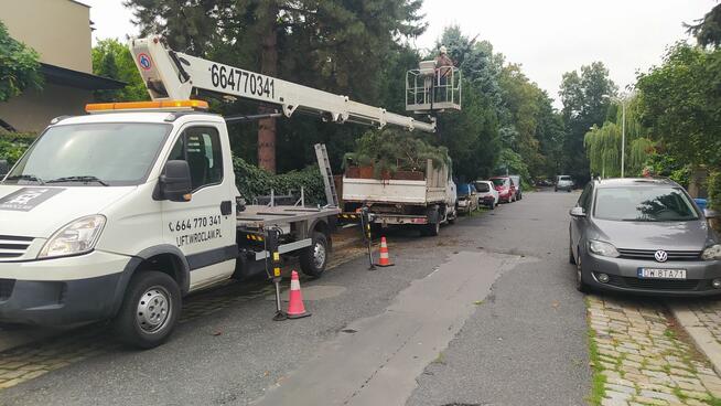 Wycinka pielęgnacja drzew ściąganie jemioły usuwanie posuszu