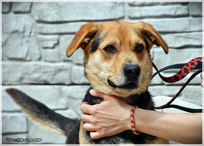 Ziomek - przygarnij najlepszego kumpla