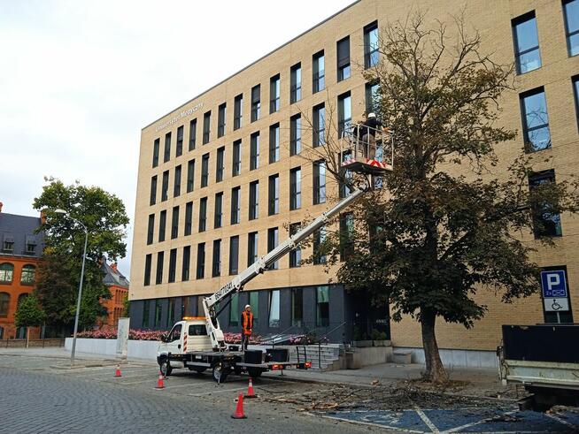 Wycinka pielęgnacja drzew ściąganie jemioły usuwanie posuszu