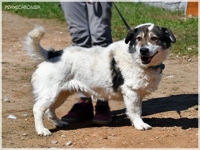 Jaro – niskopodłogowy przyjaciel całego świata
