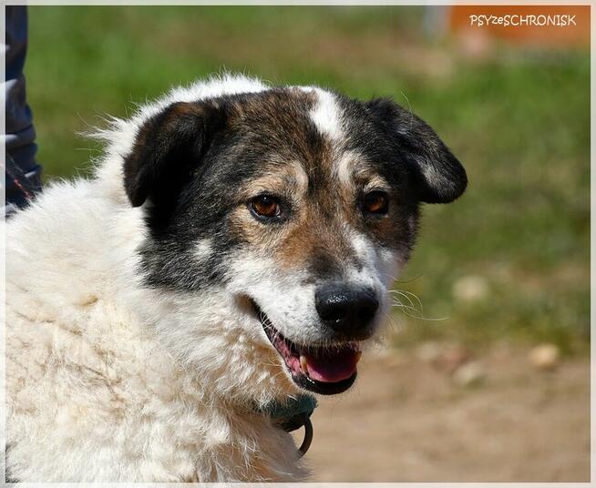 Jaro – niskopodłogowy przyjaciel całego świata