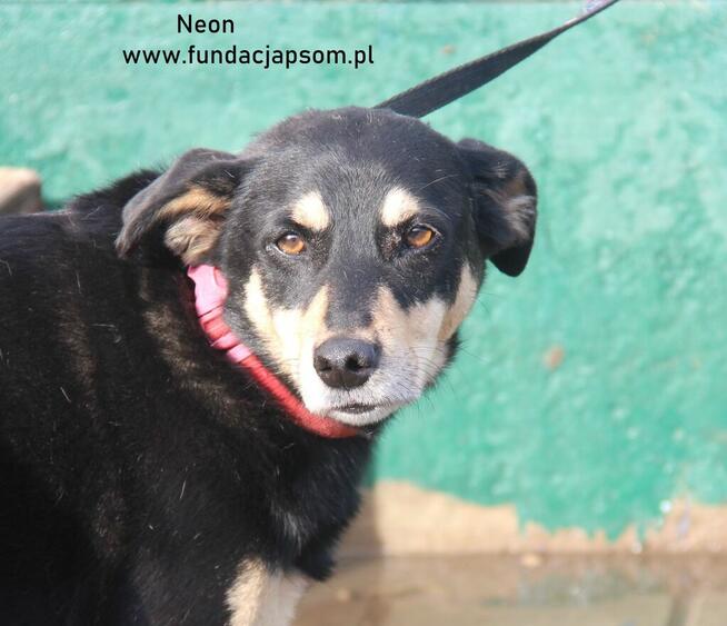 Neon - nieśmiały chłopak