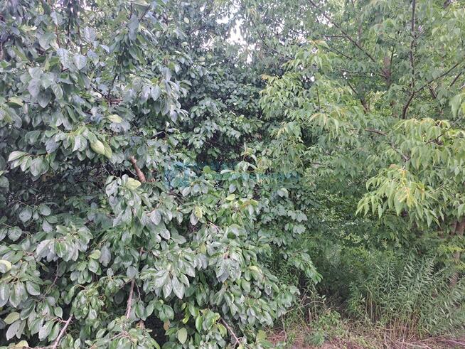 Działka z dostępem do wszystkich mediów