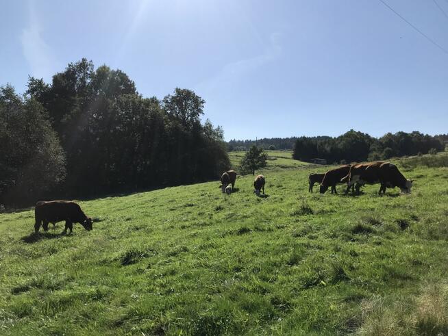 Działka budowlana Brzuśnik gm. Radziechowy-Wieprz,