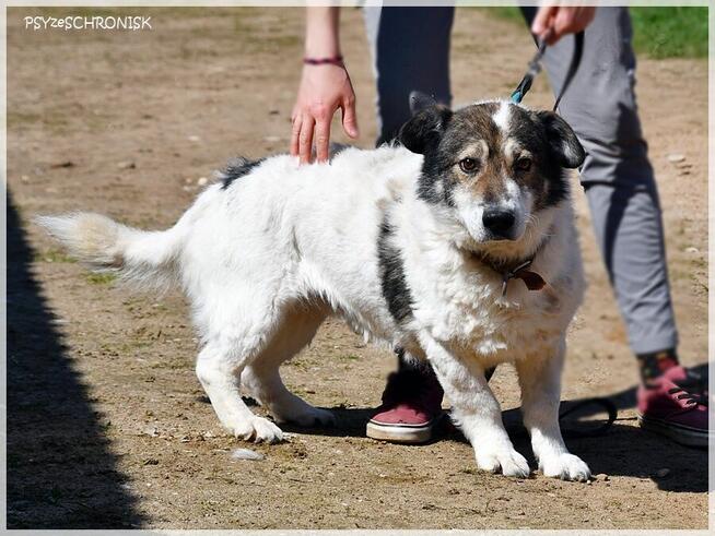 Jaro – niskopodłogowy przyjaciel całego świata
