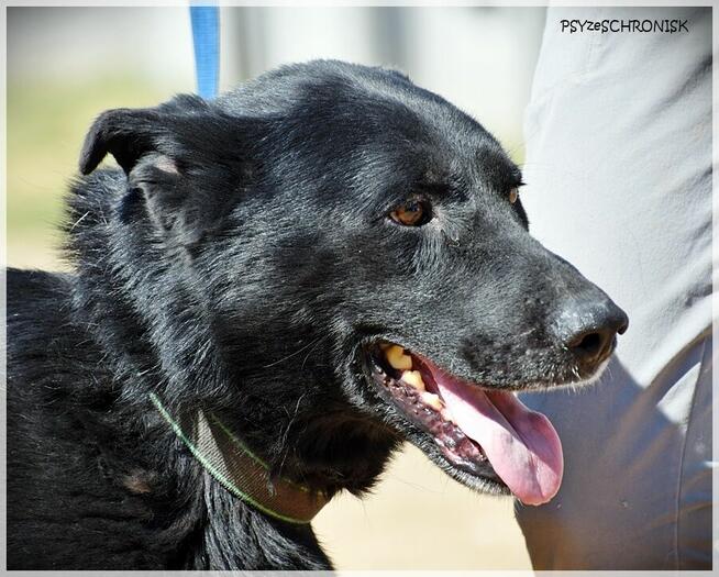 Hermes - piękny, mądry prawie-owczarek