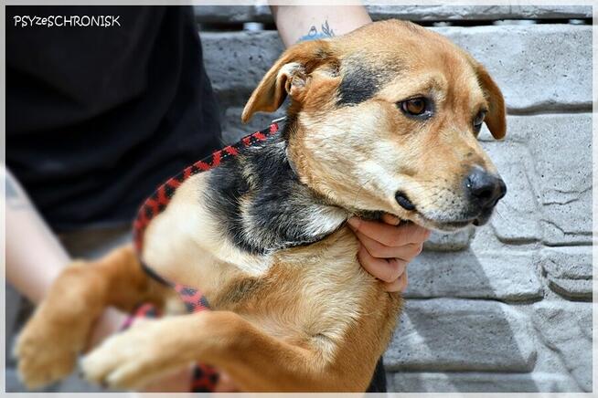 Ziomek - przygarnij najlepszego kumpla