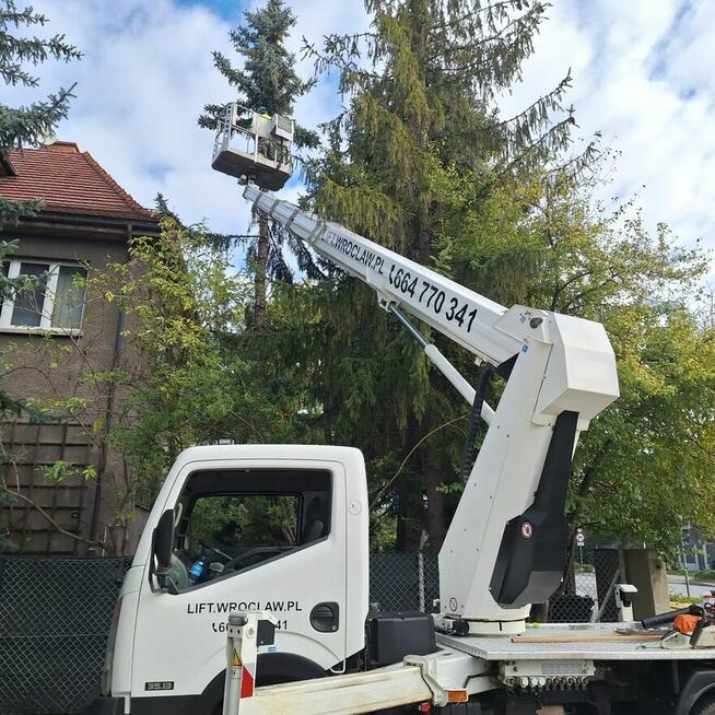 Wycinka pielęgnacja drzew ściąganie jemioły usuwanie posuszu