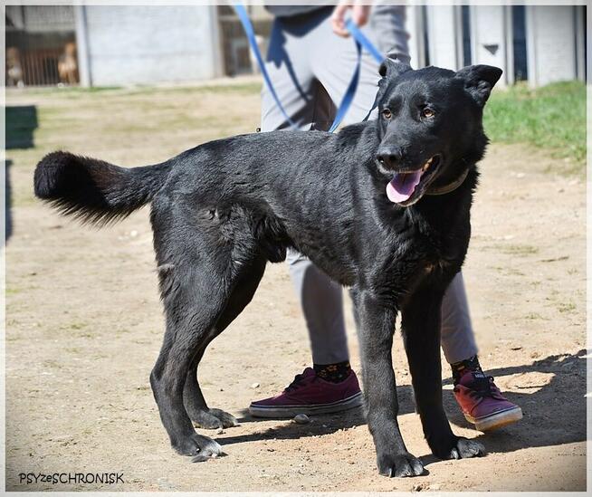 Hermes - piękny, mądry prawie-owczarek