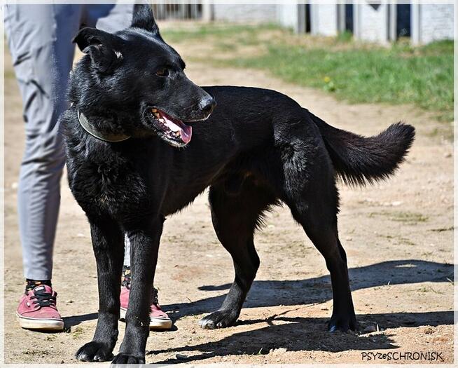 Hermes - piękny, mądry prawie-owczarek