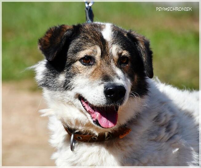 Jaro – niskopodłogowy przyjaciel całego świata