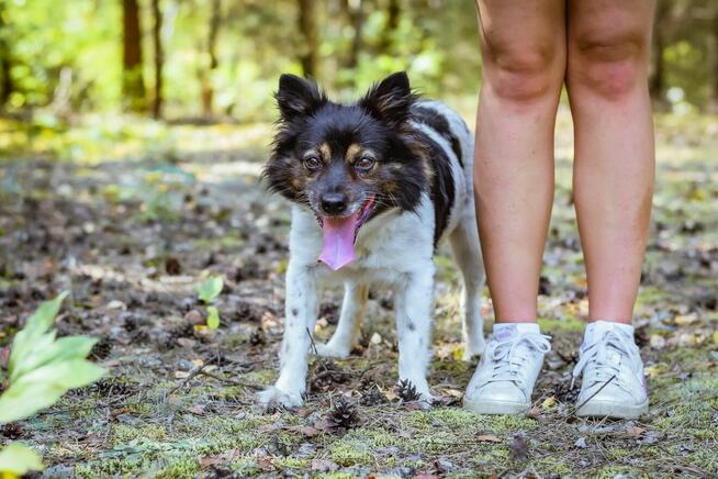 Kolorek- delikatny piesek trikolor czeka na wyrozumiały dom