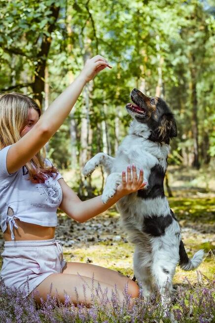 Kolorek- delikatny piesek trikolor czeka na wyrozumiały dom