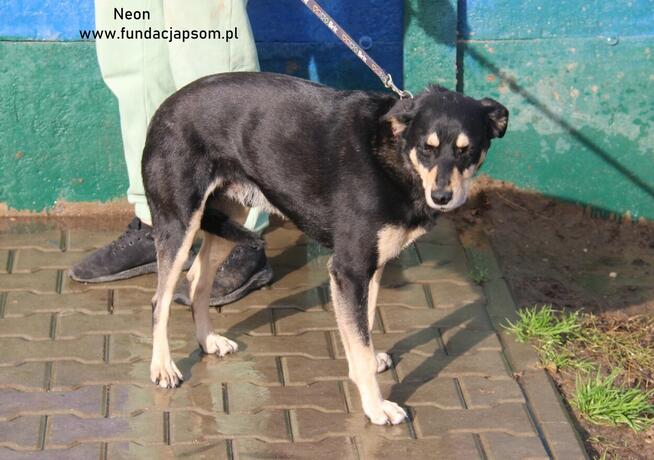 Neon - nieśmiały chłopak