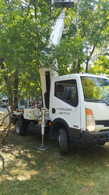 Wycinka pielęgnacja drzew ściąganie jemioły usuwanie posuszu