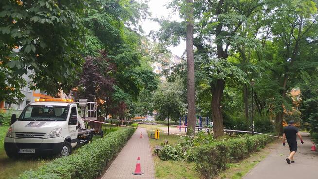 Wycinka pielęgnacja drzew ściąganie jemioły usuwanie posuszu