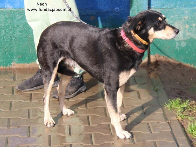 Neon - nieśmiały chłopak