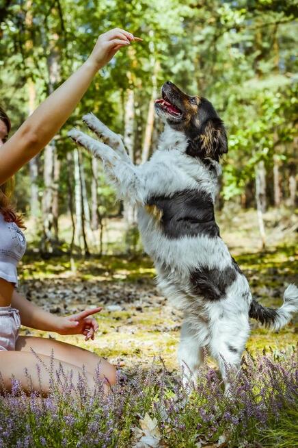 Kolorek- delikatny piesek trikolor czeka na wyrozumiały dom