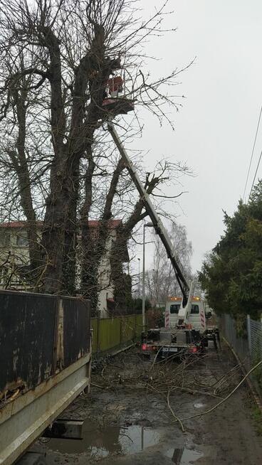 Wycinka pielęgnacja drzew ściąganie jemioły usuwanie posuszu