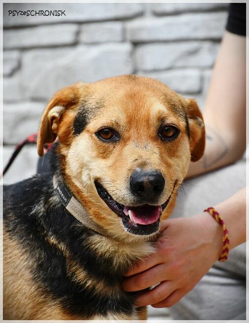 Ziomek - przygarnij najlepszego kumpla