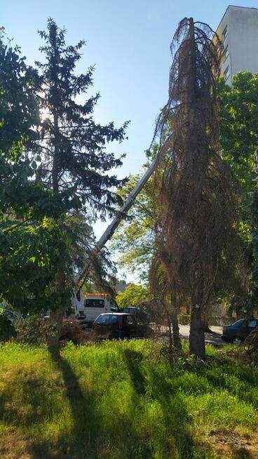 Wycinka pielęgnacja drzew ściąganie jemioły usuwanie posuszu