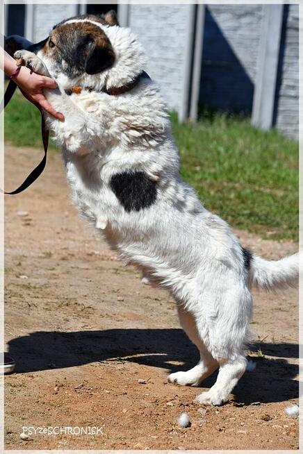 Jaro – niskopodłogowy przyjaciel całego świata