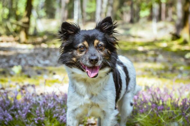 Kolorek- delikatny piesek trikolor czeka na wyrozumiały dom