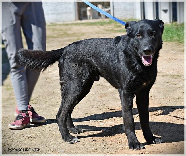 Hermes - piękny, mądry prawie-owczarek