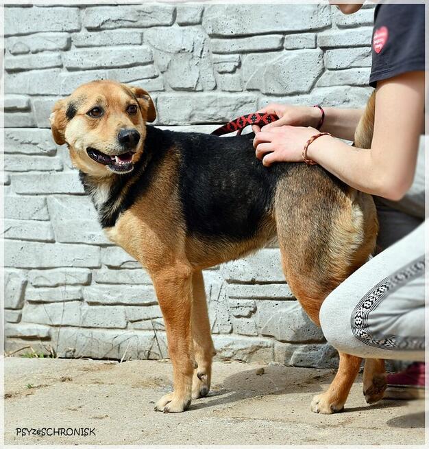 Ziomek - przygarnij najlepszego kumpla