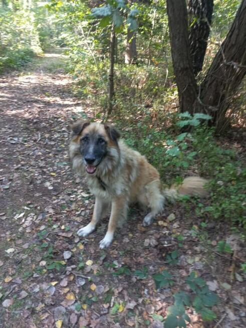 Leon ok 5 let. typie rasy Leonberger do adopcji Kaspian Satr