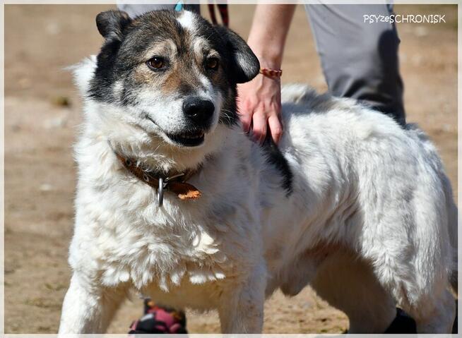 Jaro – niskopodłogowy przyjaciel całego świata