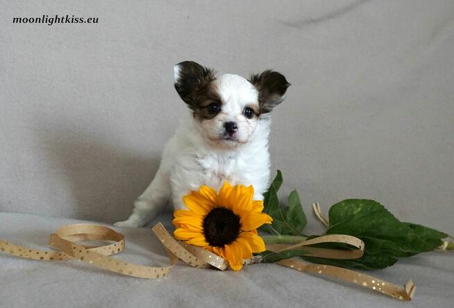 PAPILLON suczka piesek ZKwP FCI po championie