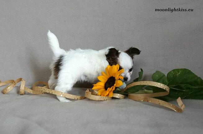 PAPILLON suczka piesek ZKwP FCI po championie