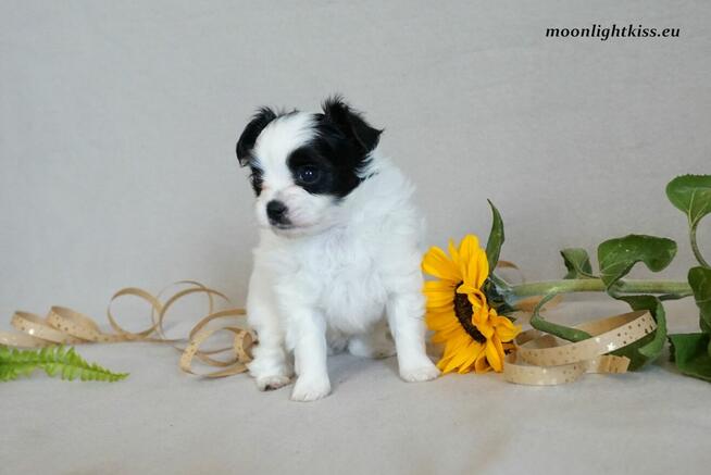 PAPILLON suczka piesek ZKwP FCI po championie